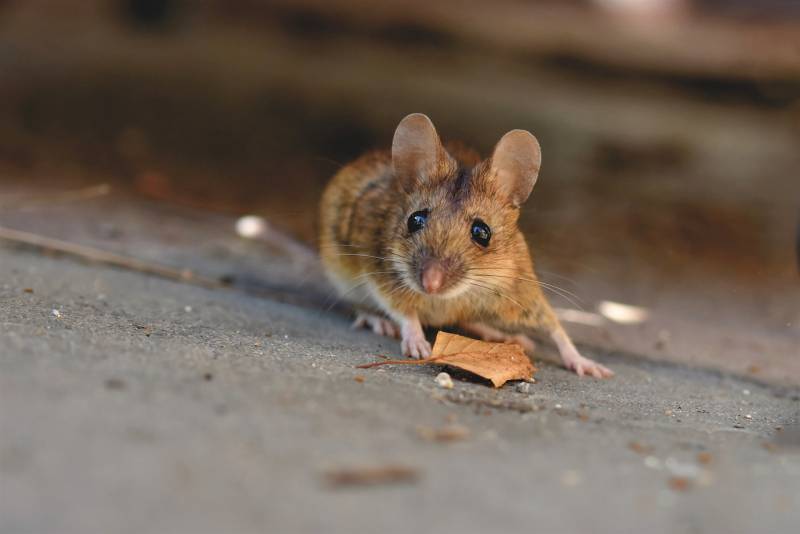 Dératisation anti-souris pas cher et en urgence Marseille 13003